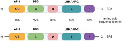 AIB1/SRC-3/NCOA3 function in estrogen receptor alpha positive breast cancer